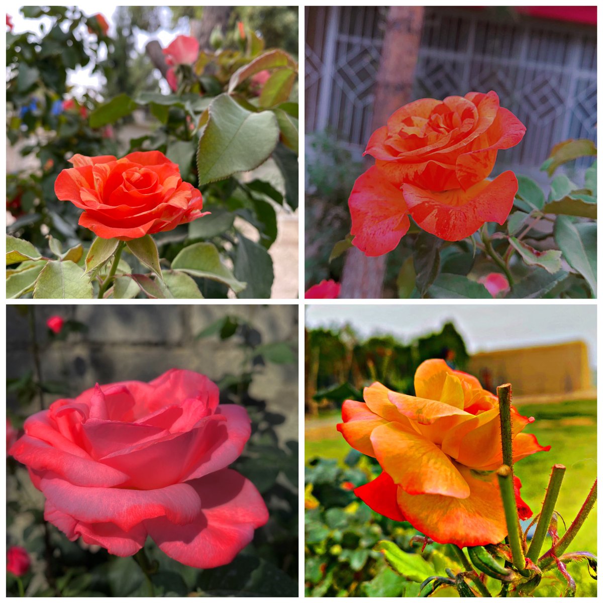 nature_aesthet's tweet photo. Nature colors 🌺🌹
#Flowers #Roses #flowerphotography #NatureBeautiful #naturelovers #FlowersOfTwitter #FlowersOnFriday #FridayFeeling https://t.co/XBPgIFpM8e
