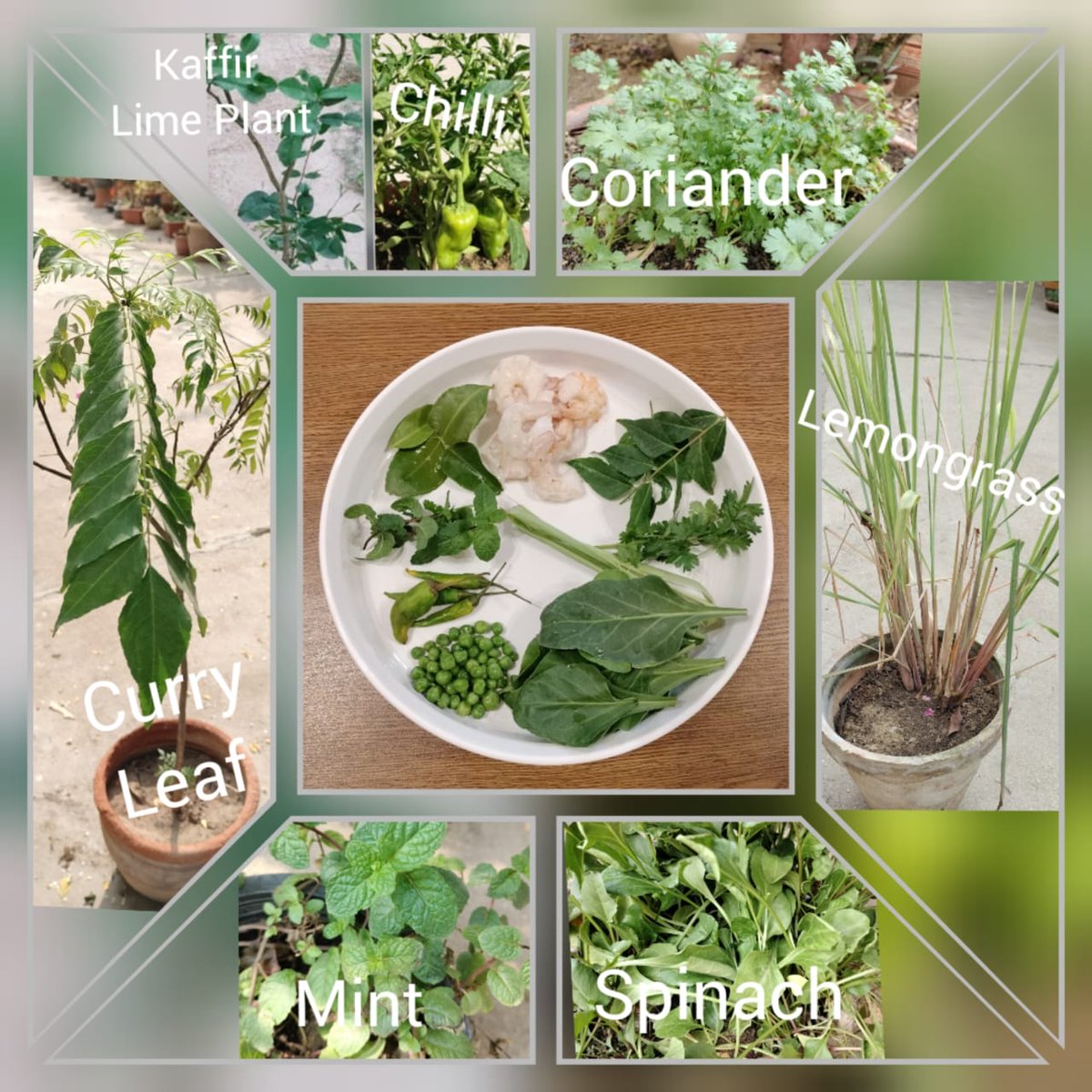 RashnaGazder's tweet photo. Savoring a symphony of homegrown flavours with my son's Thai Green Curry masterpiece! From garden-fresh chilies to aromatic Thai basil, lemongrass, coriander, Kaffir lime leaves & mint β each ingredient adds its unique charm. Paired with left over Chinese Rice.
#doctorscancook https://t.co/Pwf7zNc18Z