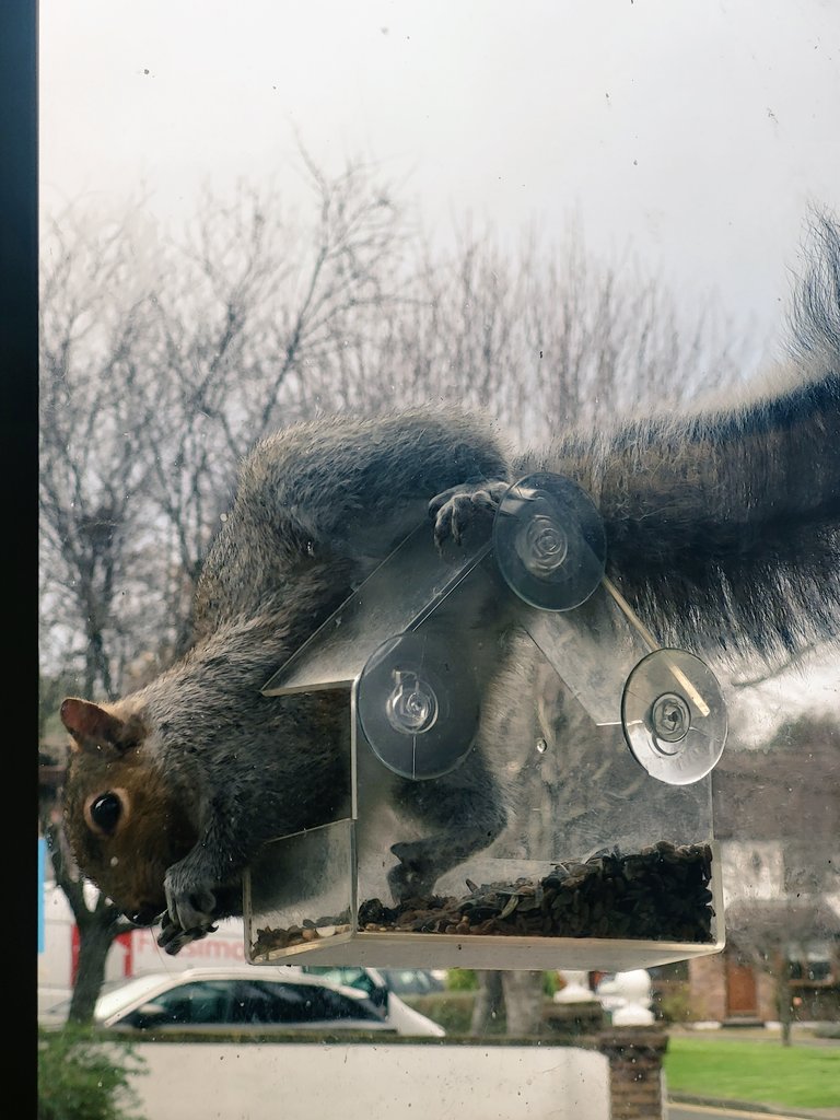 My squirrel pal, or one of them, is back and getting stuck in the bird feeder ❤️