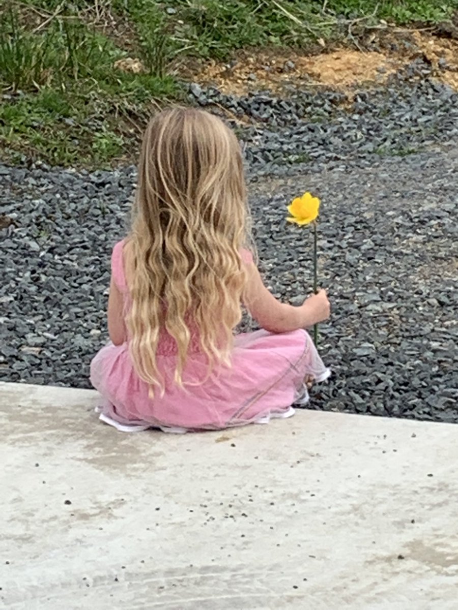 cinders23's tweet image. ⁦@ThePhotoHour⁩ Lone flower. #themeoftheday 💛