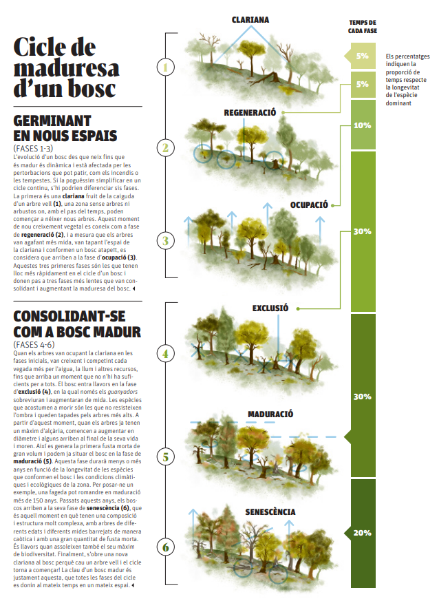 Aquesta meravellosa infografia del <a href="/descobrircat/">Descobrir.cat</a> forma part del número de novembre 🗞️💚 Explica què són i com funcionen els✨boscos madurs✨ i podreu trobar les veus dels nostres investigadors <a href="/jvayreda/">jvayreda</a> i <a href="/lcomas/">Lluís Comas</a> 💘 Quina il·lusió!!!!