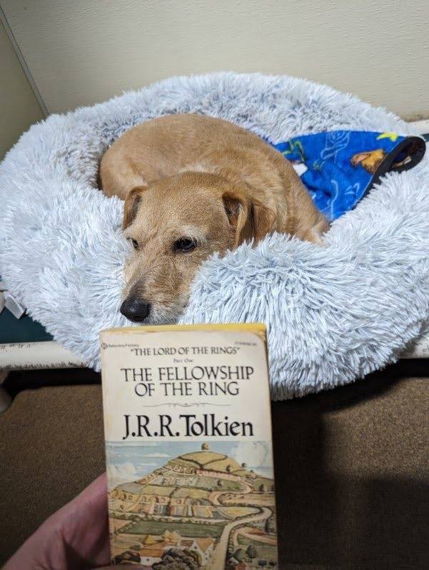 My dog, Gimli Weirdbeard, is getting some choice books read to him each night while being boarded... They also offered Thanksgiving dinner. Wth.