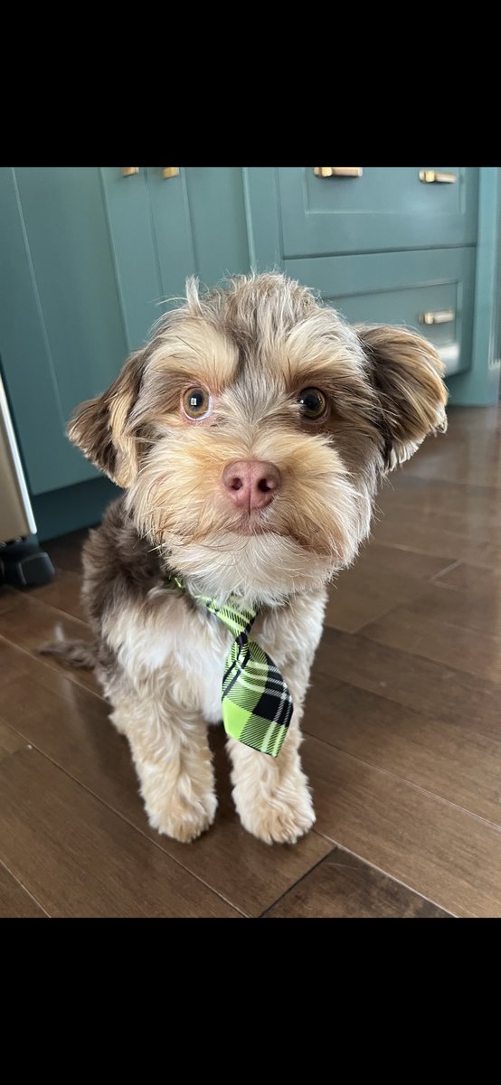 Mark Boyd tweet media