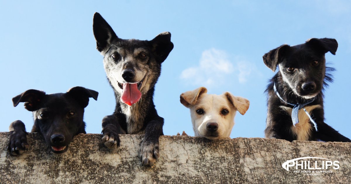 PhillipsPetFood's tweet photo. Let's go shopping! From comfy beds to nutritious treats, discover a tail-wagging selection of essentials. Because your furry friend deserves the best! 🛍️🐾 #LocalPetShop #DogEssentials #BlackFriday #FidoFriday #PhillipsPetFood https://t.co/K8N7uIzFJK