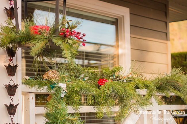MomentsintheG's tweet image. Certainly embracing these mild November days.  Morning sunlight filtering through the garden. #morningsunlight #mildnovember #mygarden #momentsinthegardenphotography