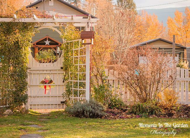 MomentsintheG's tweet image. Certainly embracing these mild November days.  Morning sunlight filtering through the garden. #morningsunlight #mildnovember #mygarden #momentsinthegardenphotography