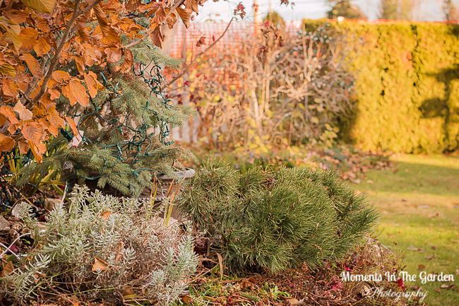 MomentsintheG's tweet image. Certainly embracing these mild November days.  Morning sunlight filtering through the garden. #morningsunlight #mildnovember #mygarden #momentsinthegardenphotography