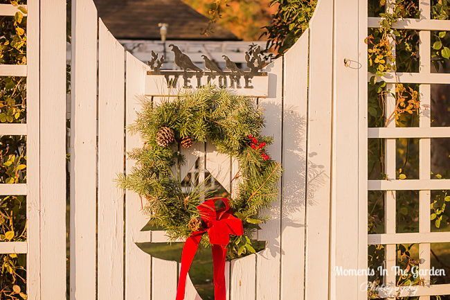 MomentsintheG's tweet image. Certainly embracing these mild November days.  Morning sunlight filtering through the garden. #morningsunlight #mildnovember #mygarden #momentsinthegardenphotography