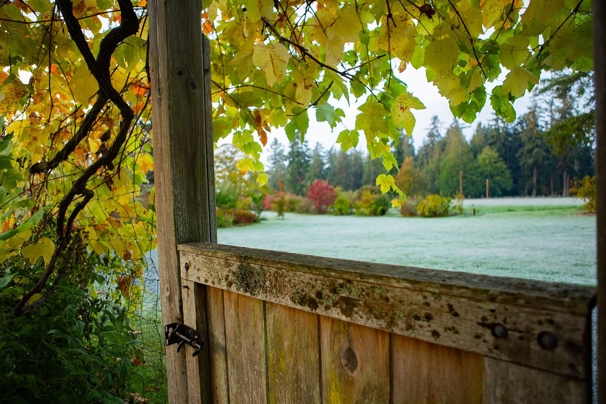 writehedgebrook's tweet photo. The quiet beauty of fall becoming winter.
📸: @niatakesphotos
#Hedgebrook #writingretreat #winterbeauty #frostontheground #frostymornings #peaceandquiet #seasonschanging #falltowinter https://t.co/pcNfj97Agz