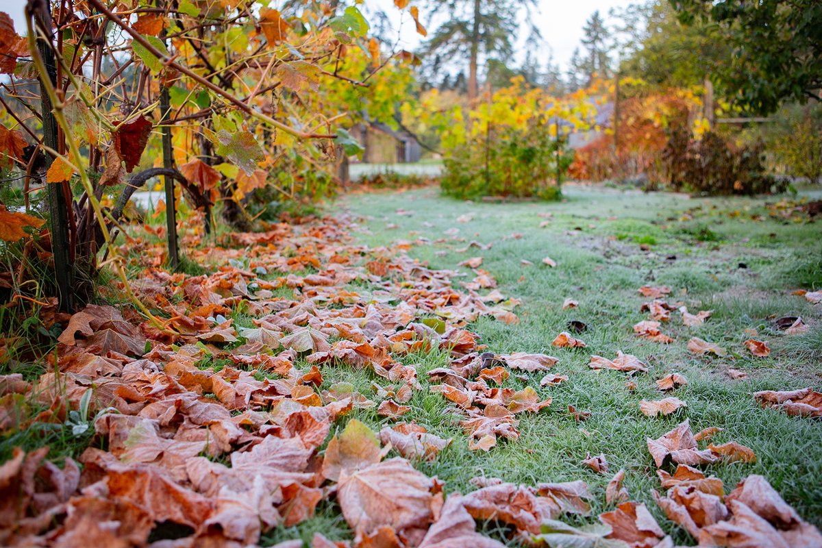 writehedgebrook's tweet photo. The quiet beauty of fall becoming winter.
📸: @niatakesphotos
#Hedgebrook #writingretreat #winterbeauty #frostontheground #frostymornings #peaceandquiet #seasonschanging #falltowinter https://t.co/pcNfj97Agz
