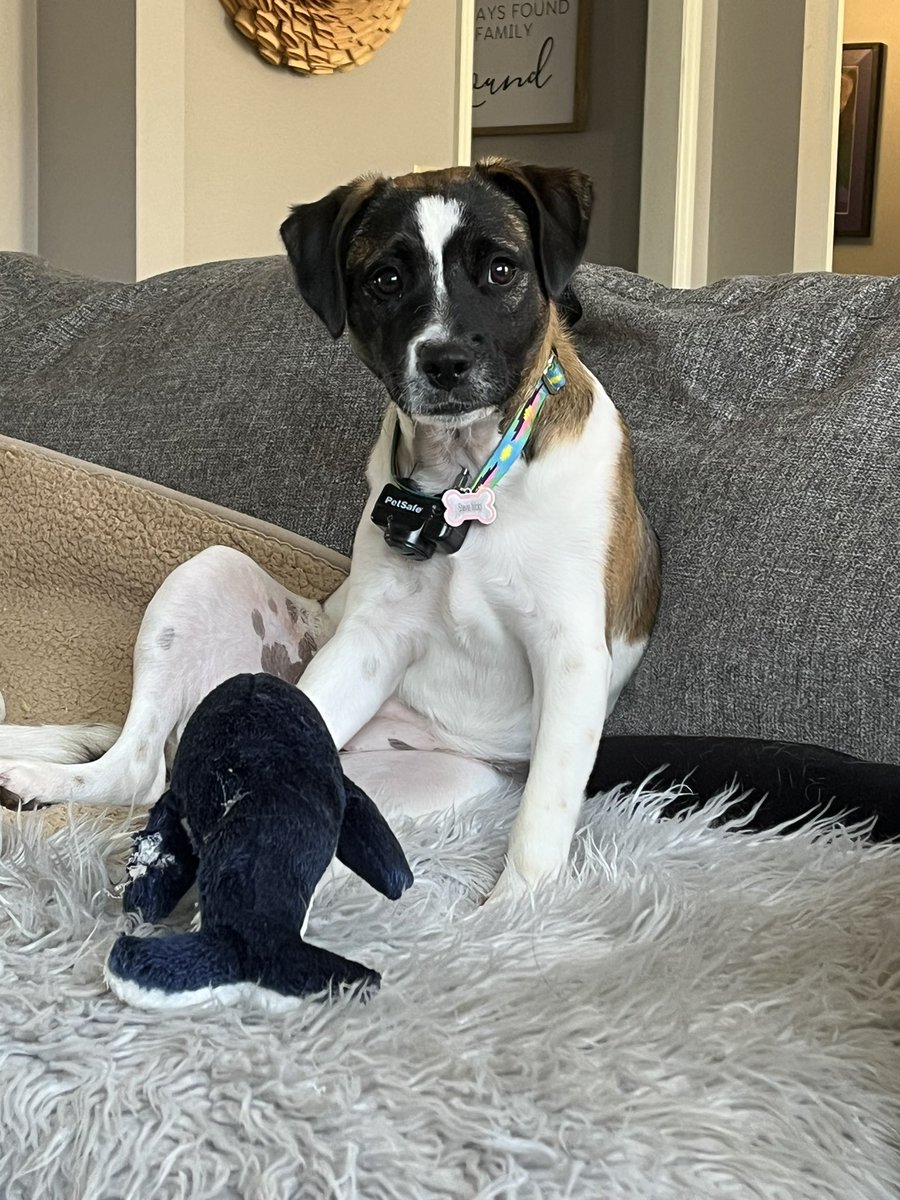 KNBarr's tweet photo. @KONGCompany Hoping you have tips. 28 lb rescue rat terrier chew top of Kongs off, even the black ones. Help! https://t.co/7qpSXdXLNE