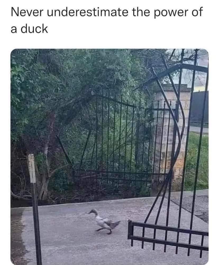 WholesomeMeme's tweet photo. https://t.co/loivZ548wv