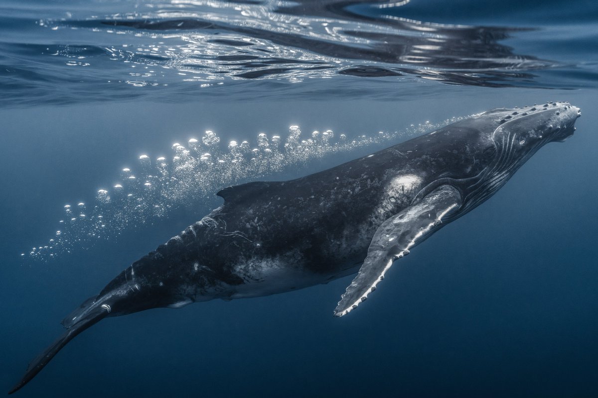 Gm from this happy baby whale (and me)…