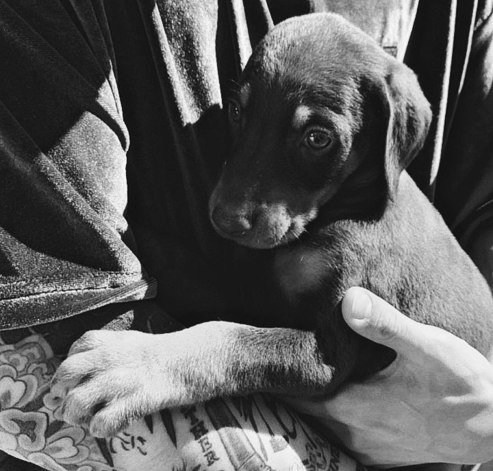 ⠀ ⠀⠀⠀⠀ ⠀⠀ 𝐆𝐎𝐎𝐃 𝐌𝐎𝐑𝐍𝐈𝐍𝐆.
 ━━ UPDATE by: <a href="/TheHybridSin/">Alex 🌙</a>
           ᴴᵃᶜᵉ ¹⁵ ᵐⁱⁿᵘᵗᵒˢ
— Les presento a 𝙕𝙤𝙠'𝙠𝙖, mí  primer hijo perruno. ¿Qué no se parece a su papá? Tierno por fuera, malandro por dentro jajaja. Lleva casi dos meses en casa. —