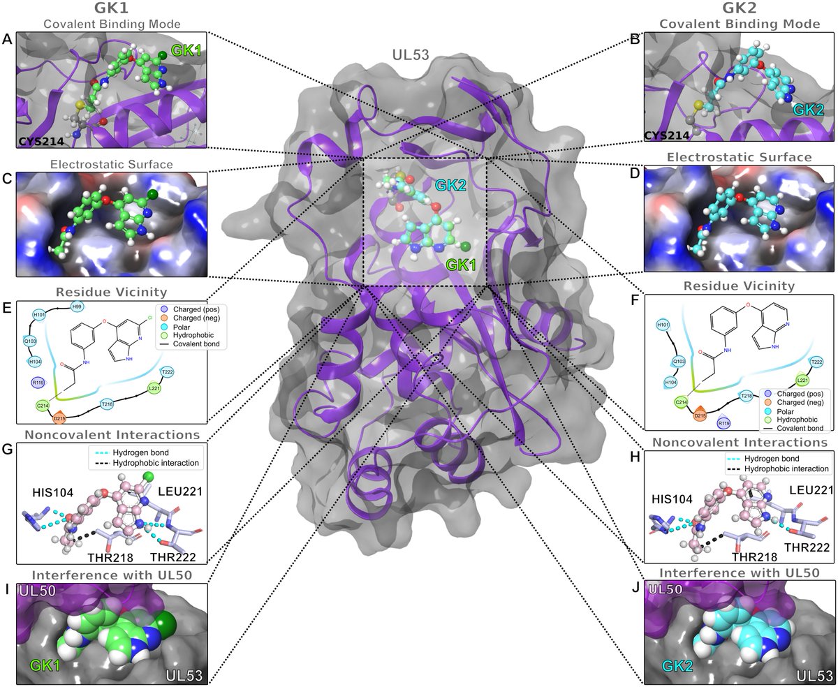 🔎 This recent study explores the inhibition of Human cytomegalovirus (HCMV) replication by targeting its nuclear egress complex (NEC) using small molecules GK1 and GK2: plos.io/46olWtG