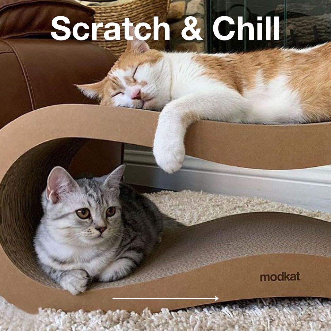 Modkat's tweet photo. Black Friday Starts MEOW! 🖤🐈  Enjoy 20% Off now through Cyber Monday with code BFF20. 

Sale is valid online at https://t.co/0cnmtopSEZ and https://t.co/HD9Ijierj2 only! (Additional terms apply) #Modkat https://t.co/3vit4DF0OZ