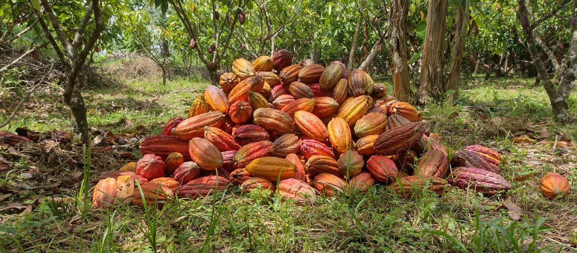 A los Ingenieros Agrónomos que entregan su trabajo, conocimientos, esfuerzos y la vida para el desarrollo de los productores, el cultivo de cacao y su productividad, FELICITACIONES en su día