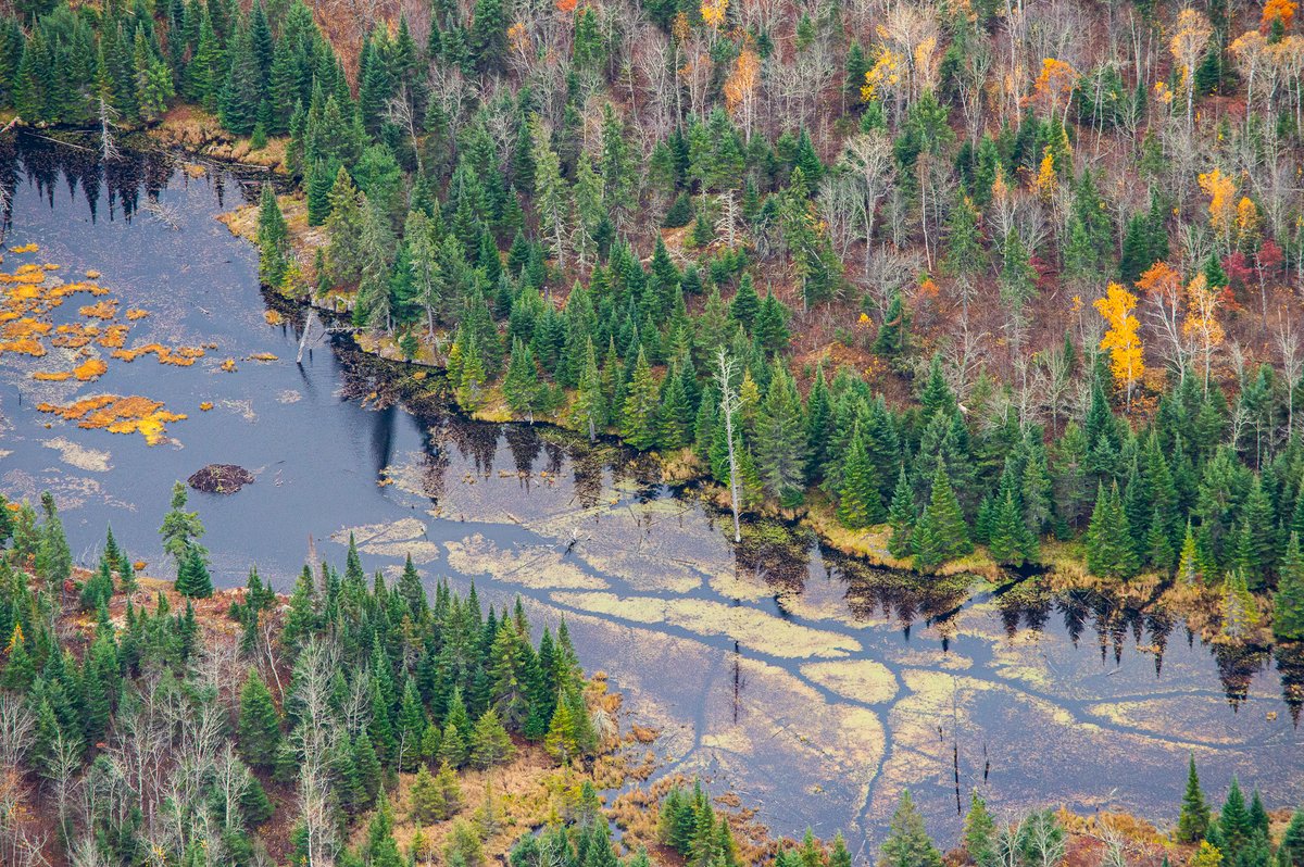 VoyaWolfProject's tweet image. A detailed explanation on how wolves alter Voyageurs' forests and likely those in other boreal ecosystems. 

Thread below with lots of neat photos!