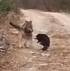 VoyaWolfProject's tweet image. A detailed explanation on how wolves alter Voyageurs' forests and likely those in other boreal ecosystems. 

Thread below with lots of neat photos!