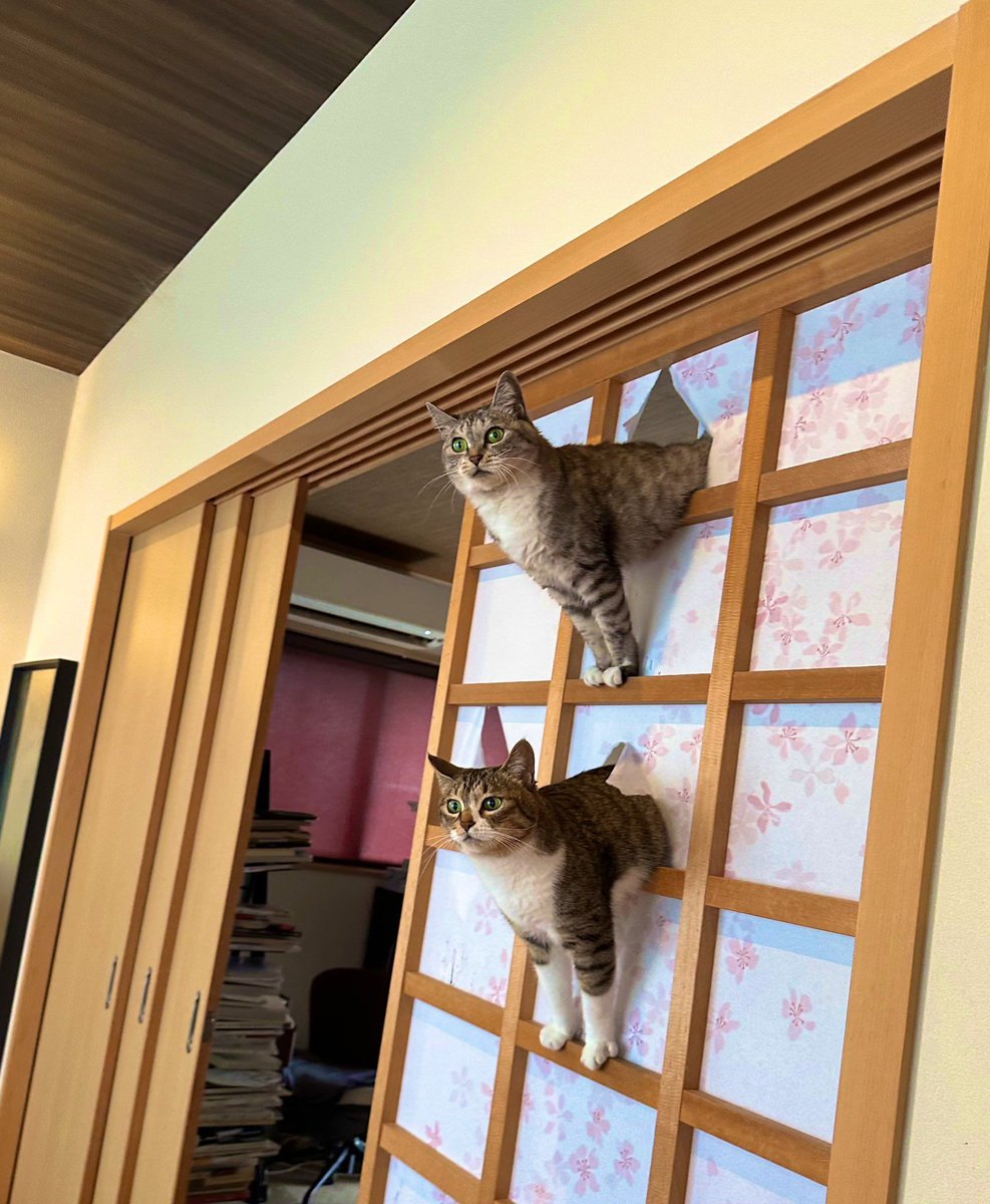 Why you should have a cat (@shouldhavecat) on Twitter photo 