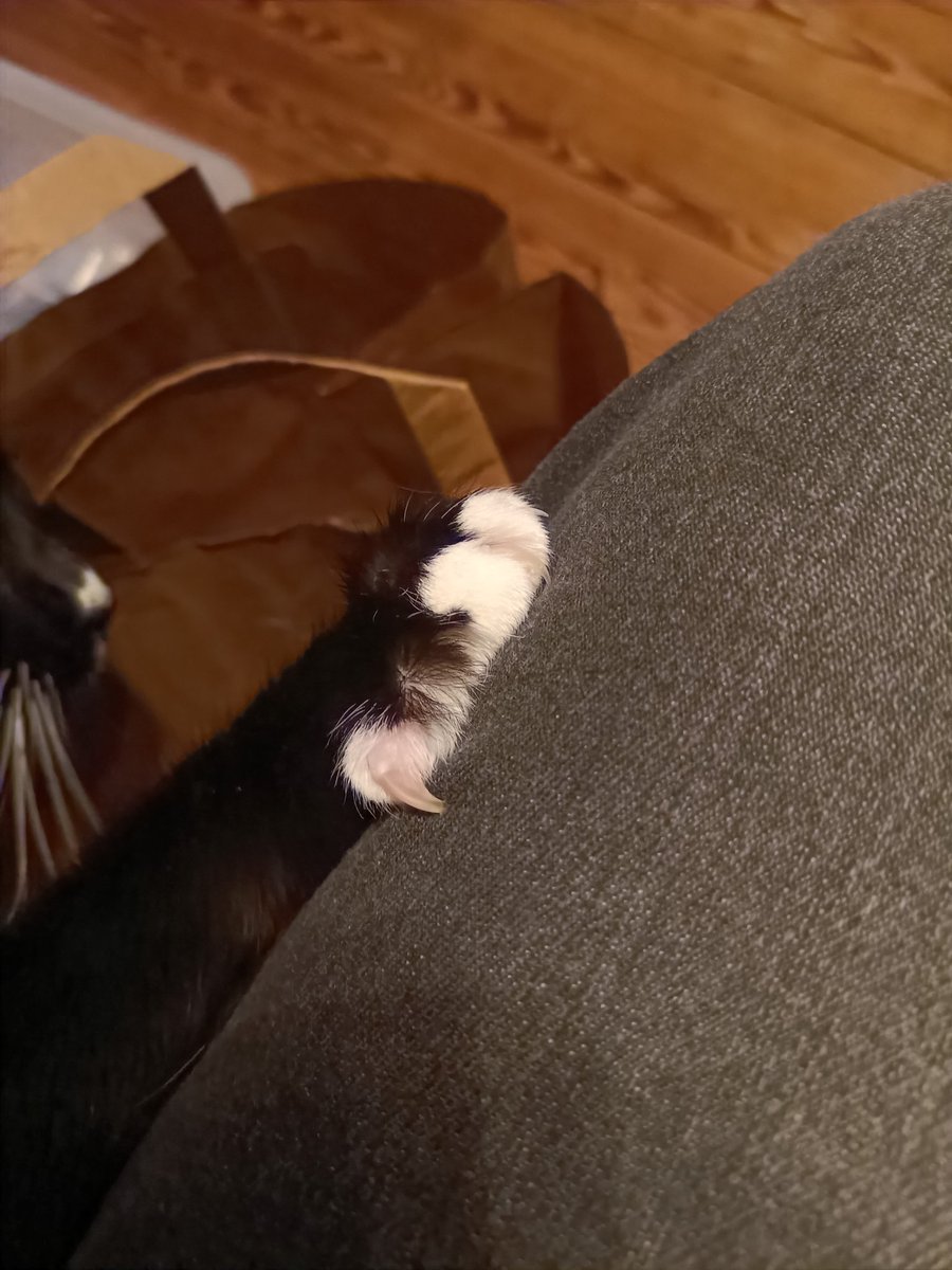 papadernerd's tweet photo. Katzengewalt - hilflos ausgeliefert!#katze #kralle #katzenterror https://t.co/CD9sXF8F1K