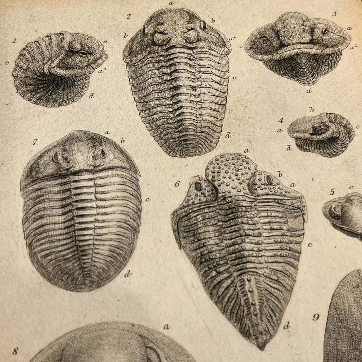 Very nice old trilobite illustration, taken from Rev. William Buckland (1784-1856), Geology and mineralogy considered with reference to natural theology, Vol. II, 1837, plate 46 (London: William Pickering)
#trilobites #fossilfriday
