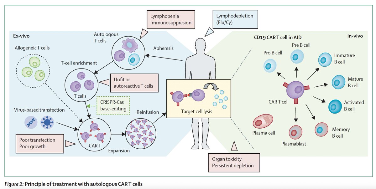 EricTopol's tweet photo. It has already begun for lupus and there's considerable promise for engineering  a person's T cells (CAR-T) to treat autoimmune diseases: a new and outstanding  review @TheLancet 
https://t.co/A5ap2xgLC8 https://t.co/0ugv07rl5a