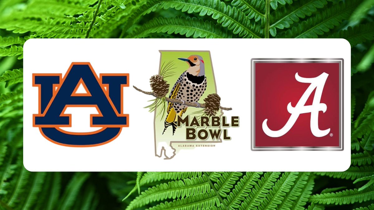 uamuseums's tweet photo. Help us beat Auburn in The Marble Bowl by submitting observations of wild plants, animals and fungi to one of two projects on @inaturalist! The competition ends on November 26. #RollTide!

LEARN MORE: ➡️ https://t.co/X9CtlqiSLa
JOIN OUR TEAM: ➡️ https://t.co/ZWuKCUuRV0 https://t.co/3aHbupQqZw