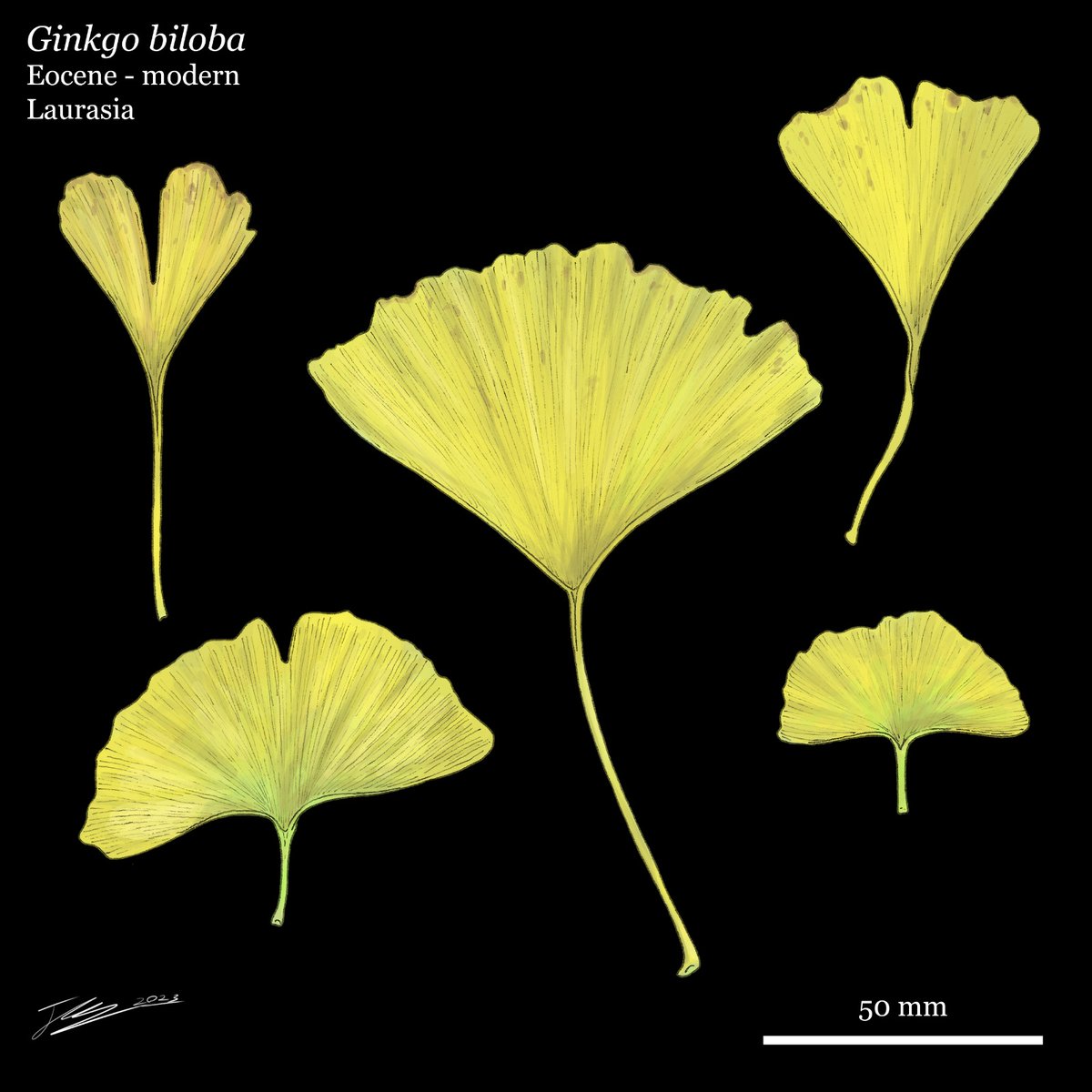 Happy #FossilFriday! Today, we're taking a look at #Ginkgo #biloba, the  single living member of the #Ginkgoales. These drawings were all based on  leaves I collected from three trees that grow near, image size:1200x1200
