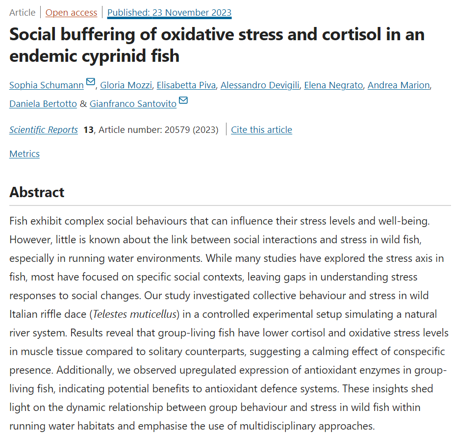 RIBES (@msca_ribes) on Twitter photo Recently published paper by RIBES ESR <a href="/SophiaSchumann2/">Sophia Schumann</a>. With <a href="/GloriaMozzi/">Gloria Mozzi</a>, <a href="/Gianfra32340202/">Gianfranco Santovito</a> and others: "Social buffering of oxidative stress and cortisol in an endemic cyprinid fish". Italian riffle dace less stressed in groups than alone. Full paper: nature.com/articles/s4159… Recently published paper by RIBES ESR <a href="/SophiaSchumann2/">Sophia Schumann</a>. With <a href="/GloriaMozzi/">Gloria Mozzi</a>, <a href="/Gianfra32340202/">Gianfranco Santovito</a> and others: "Social buffering of oxidative stress and cortisol in an endemic cyprinid fish". Italian riffle dace less stressed in groups than alone. Full paper: nature.com/articles/s4159…