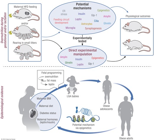 DanielJDrucker's tweet photo. An overview of how nutritional and metabolic/endocrine signals during perinatal development can have lifelong (and possibly multigenerational) impacts on offspring body weight regulation and adiposity https://t.co/ItzfcMlX99 https://t.co/mRAGs2F5KR