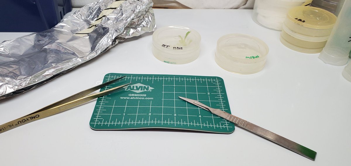 ATinyGreenCell's tweet photo. Did you know these self-healing cutting mats are autoclavable? I use these for tissue culture often. 

https://t.co/5zE5jzggOy https://t.co/4VvIIRPFVk