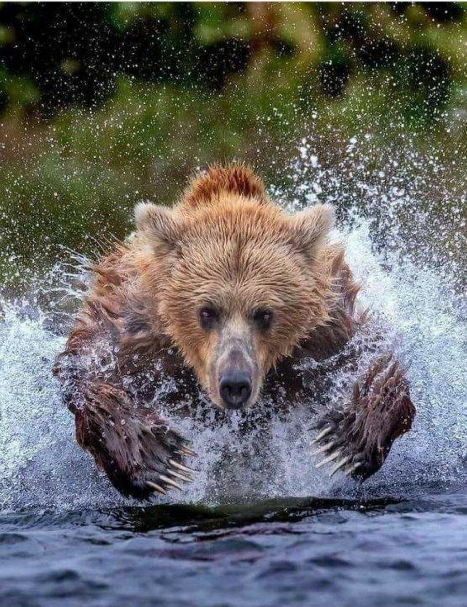 I'm guessing that this didn't end well for the photographer but I'll tell you this, this photo is bar none, one of the finest charging grizzly shots I have ever seen.