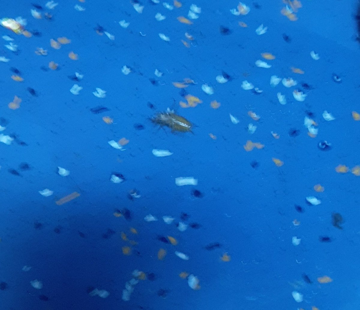 Sir, I am currently traveling in ADI Puri Express Train no. 20862, Coach B5. There are many cocroaches in the coach. We asked the attendant to spray the pest control. It is been half an hour, no actions have been taken.<a href="/RailMinIndia/">Ministry of Railways</a> <a href="/AshwiniVaishnaw/">Ashwini Vaishnaw</a> <a href="/IndianRailMedia/">🚂🇮🇳IndianRailMedia 🇮🇳🚉</a>