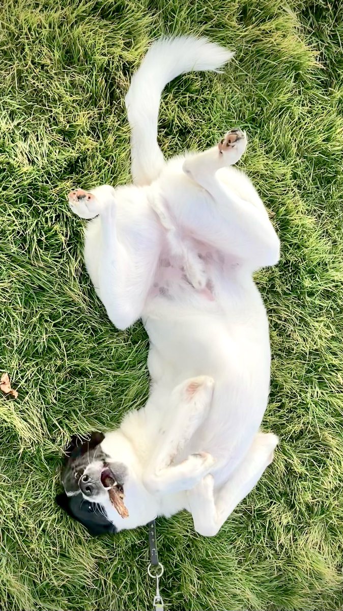 Göbüş show 🐶
