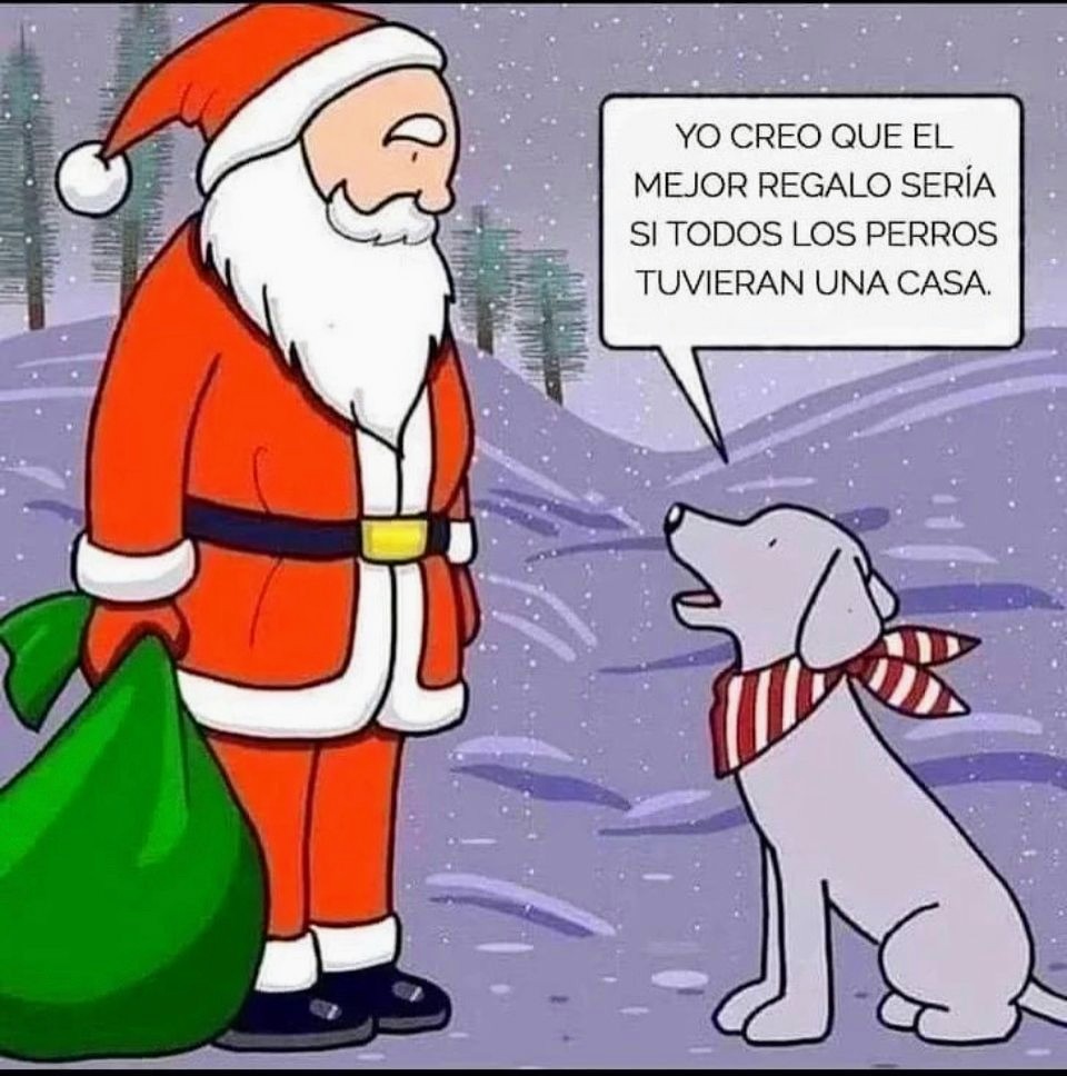 Perrosenlacalle's tweet photo. Ya se acerca Navidad  y el mejor regalo que podemos dar es una familia a un peludito sin hogar 🙏🐾 https://t.co/2yiIOYkXpC