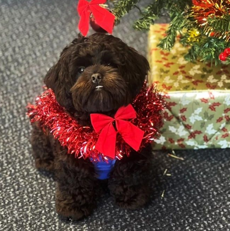 _ESC_UC's tweet photo. Mabel, UC's therapy dog, is ready for Christmas!🐶🎄🎄

#university #christmas #dog #dogs #uni https://t.co/AFjwRAJ8yY