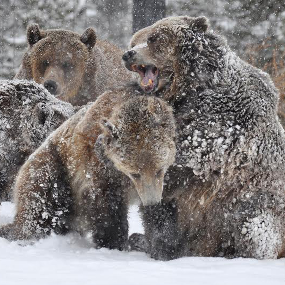 Beat the Black Friday madness this holiday season and go straight to AZA's Holiday Gift Guide! 🎁 No frenzied crowds, just battles fought for wildlife conservation! Check out the Gift Guide here: bit.ly/3SH7yJQ 📸: Gretchen Heine, @GrizzlyWolfCntr