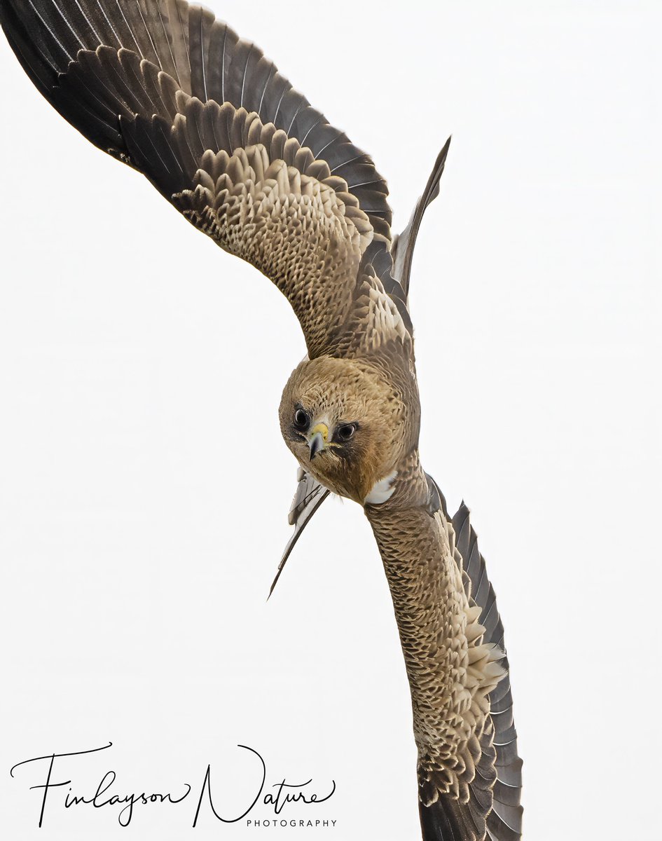 Juvenile booted eagle, from this autumn's migration @GibReserve. @FinlaysonGib @GibGerry @ThinkingGreenGI @_BTO @bbcwildlifemag @Natures_Voice @gonhsgib #raptors #birdmigration #eagles #straitofgibraltar