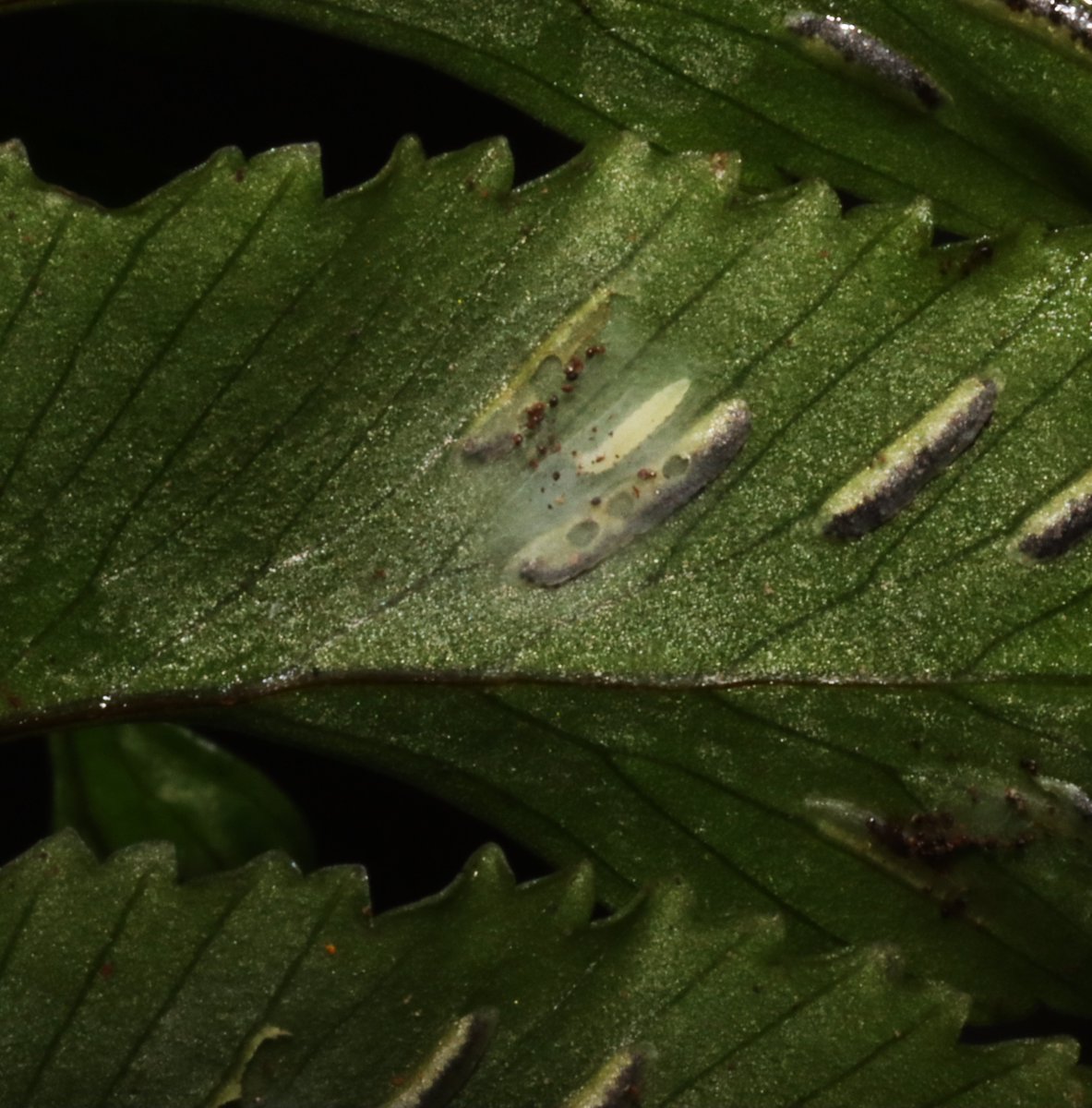 Preparing a talk and abstract for #IBC2024 tentative title: “Finding a bug on fern sori” Thank for delicious spores from Aspleniaceae member, Hymenasplenium excisum! #FernFriday