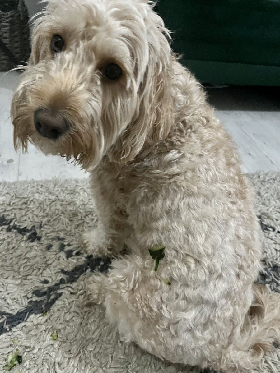 He’s feeling a little worse for wear after his vet trip and fell asleep in some cucumber 🤭🤣