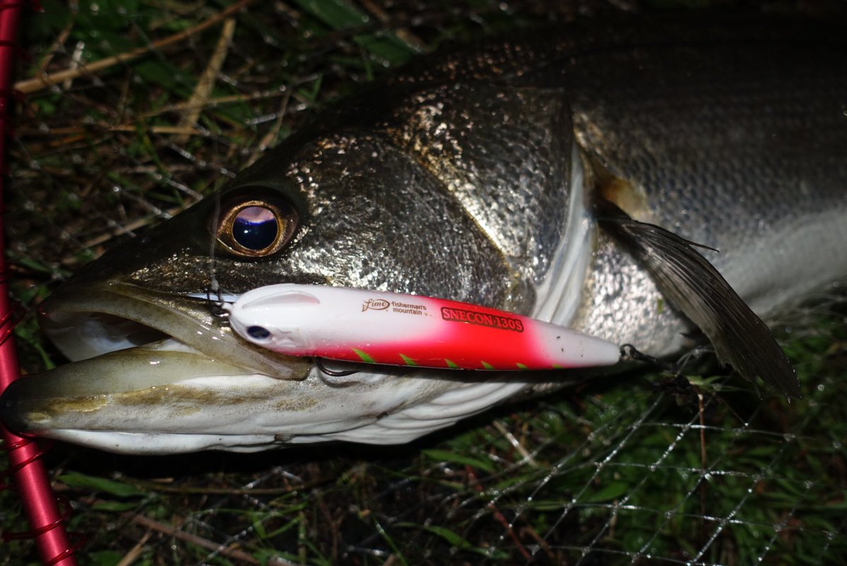 toshizou0036's tweet image. ４バラし１キャッチ…。
風の向きと流れが喧嘩して超やりにくい😬
スネコン130で強風にお任せパターン😎
カラーは【レッドオルコ】
#fimo #fimoフィールドモニター 
@fishing_yukari