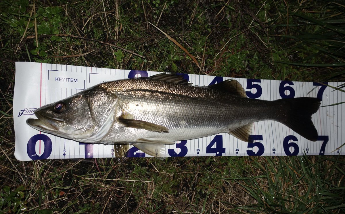 toshizou0036's tweet image. ４バラし１キャッチ…。
風の向きと流れが喧嘩して超やりにくい😬
スネコン130で強風にお任せパターン😎
カラーは【レッドオルコ】
#fimo #fimoフィールドモニター 
@fishing_yukari