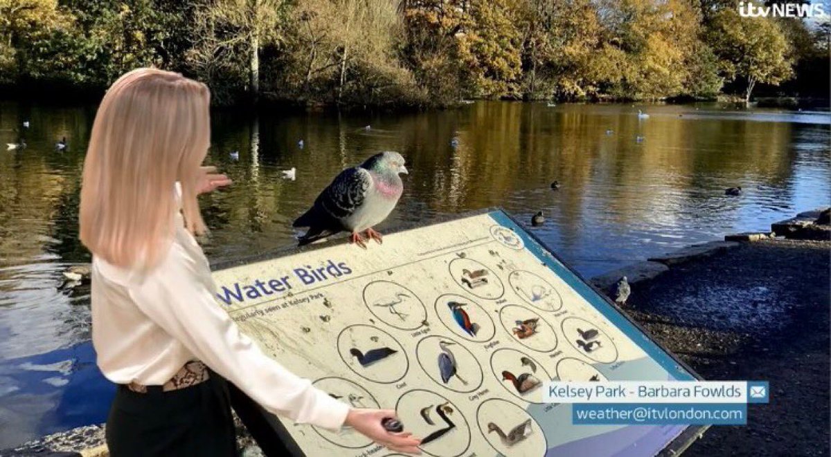 skylark22BHC1's tweet photo. Only just discovered that my Kelsey Park pigeon pic was featured last week by @SallyWeather on @itvlondon. Thank you so much Sally for the mentions, &amp; v. sorry delay thanking you. Thanks also to Ruth @ruths_gallery for the update xx #FOKP @WoolwichPigeon @Natures_Voice @LondonNPC https://t.co/ffAEU16Dwv