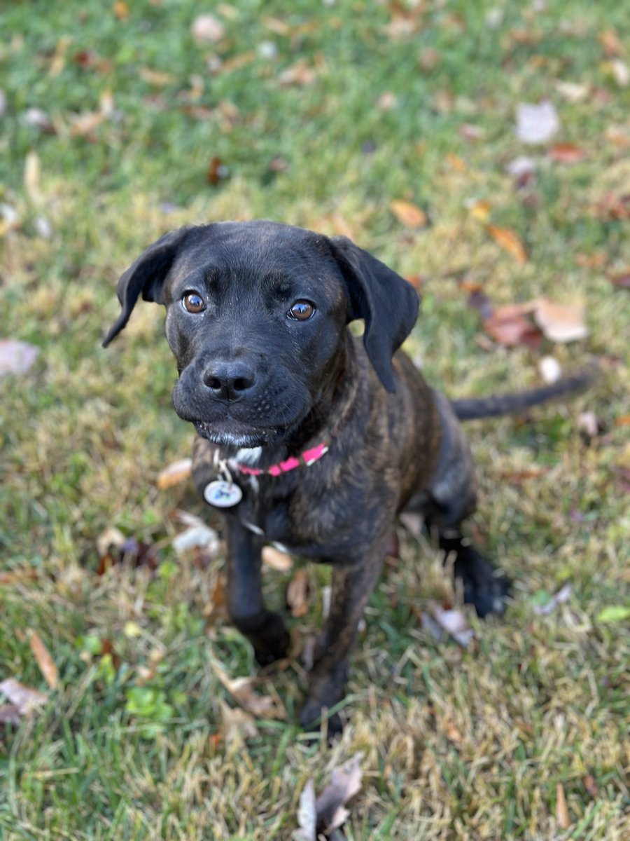 AlexAnimals's tweet photo. We hope everyone had a fantastic Thanksgiving! 🍁 We are open today for normal adoption hours - noon until 7 p.m. Come see us and all of our adoptable animals!
#alexanimals #alexandriava #dogsofalexandriava #novadogs #dmvdogs #novacats #dmvcats #adopt https://t.co/TYHX8yCkFg
