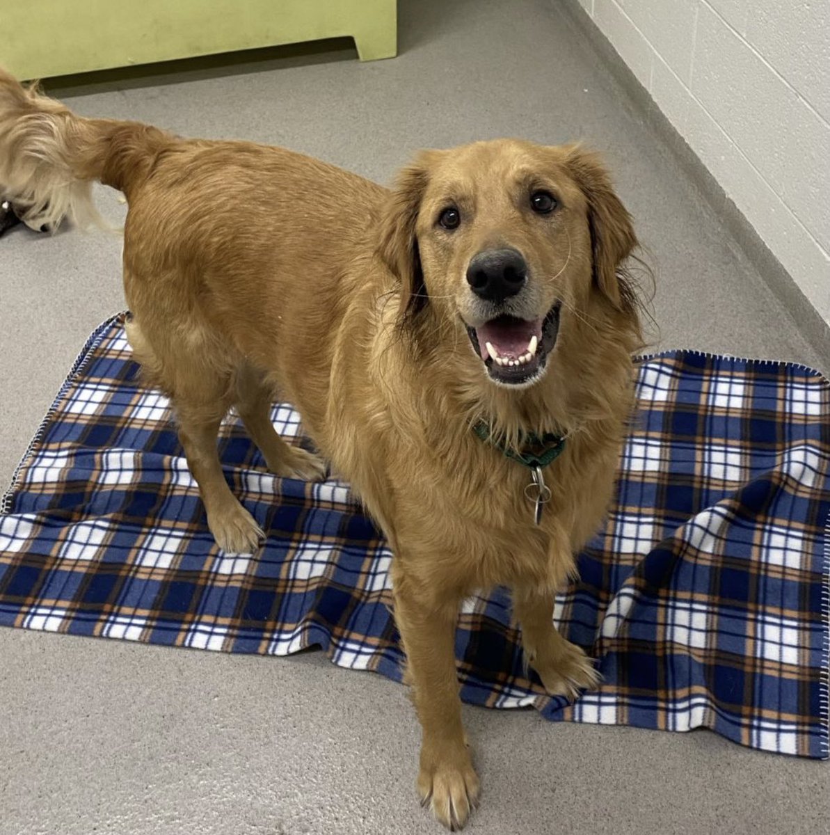 AlexAnimals's tweet photo. We hope everyone had a fantastic Thanksgiving! 🍁 We are open today for normal adoption hours - noon until 7 p.m. Come see us and all of our adoptable animals!
#alexanimals #alexandriava #dogsofalexandriava #novadogs #dmvdogs #novacats #dmvcats #adopt https://t.co/TYHX8yCkFg