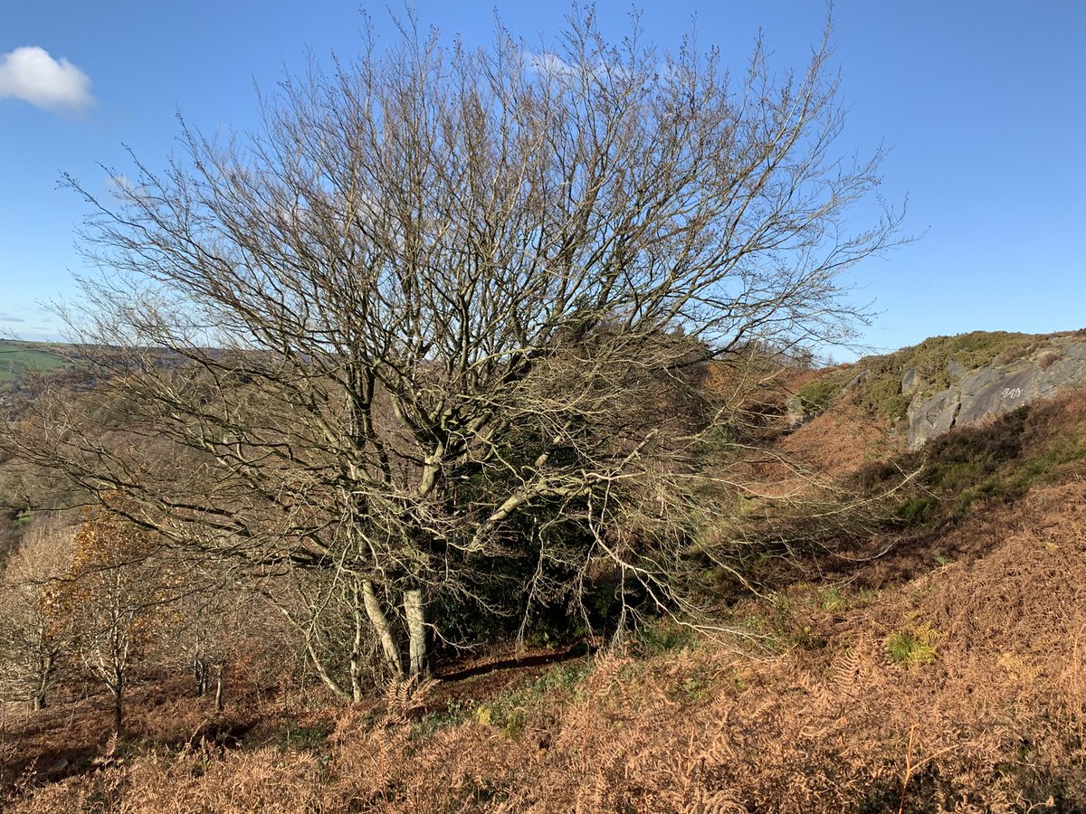 DelepChimney's tweet photo. A #tree, #holly and #bracken #walk today with a few steps and #Ashover as an extra #NaturePhotography https://t.co/ISvxYbyO8p