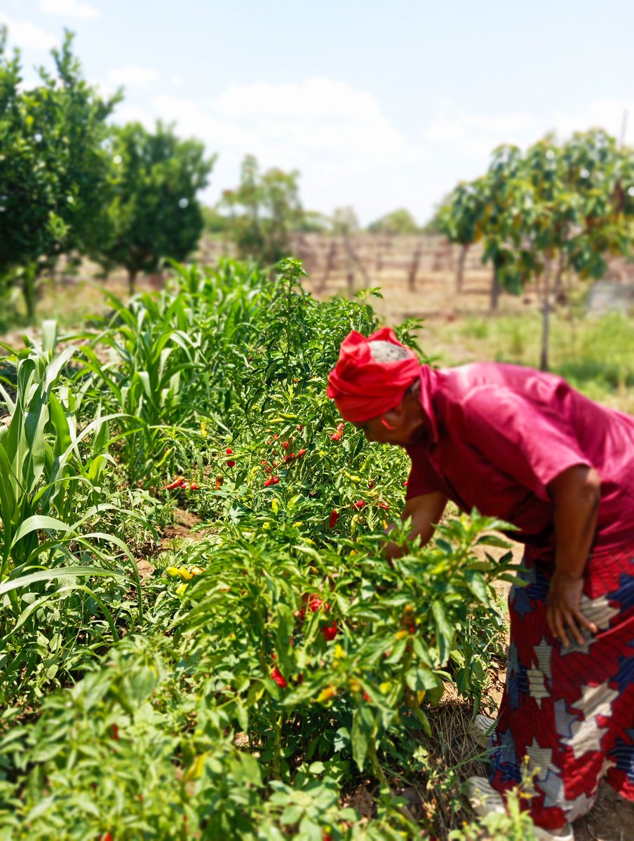 M.Gamuchirai Makwavarara tweet media