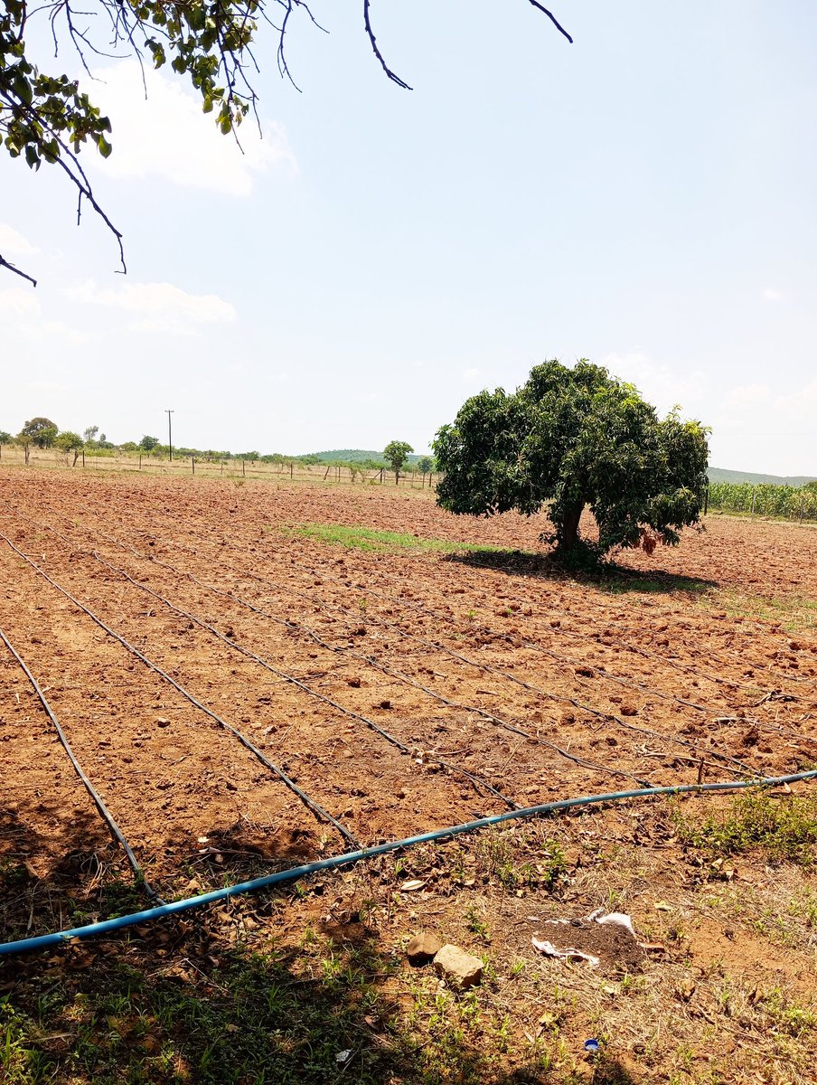 M.Gamuchirai Makwavarara tweet media