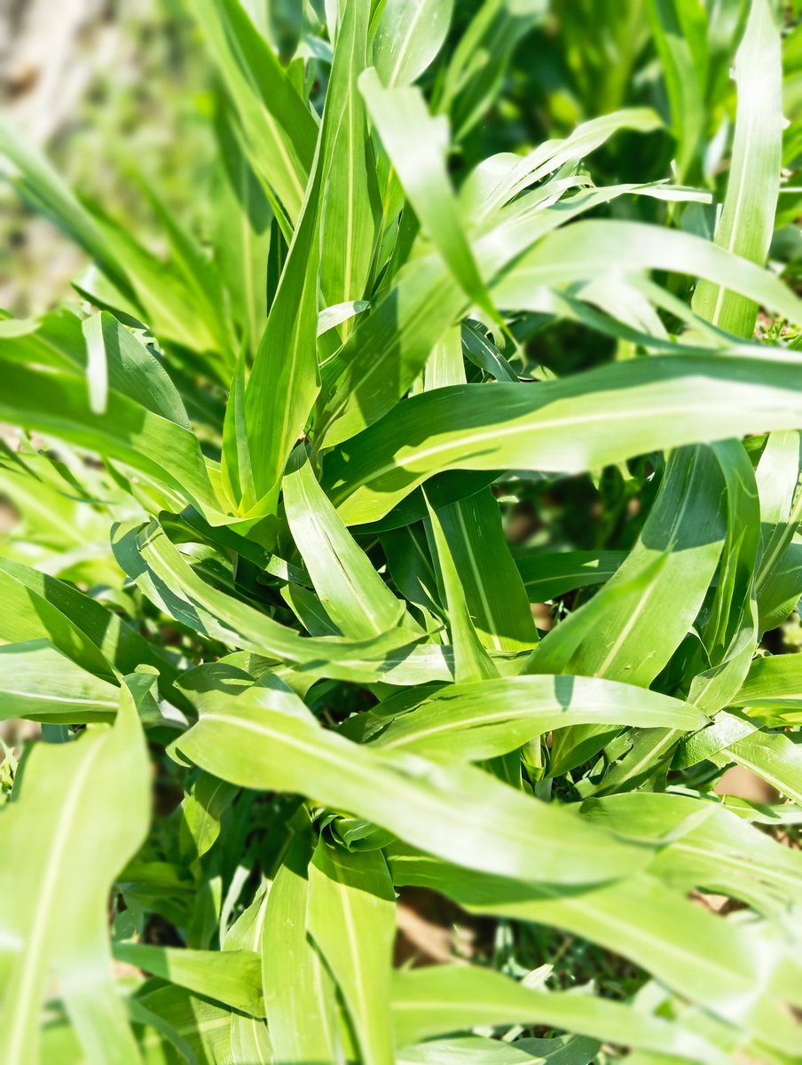 M.Gamuchirai Makwavarara tweet media